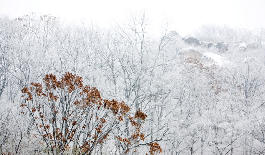 独傲冬雪 摄影 影光色