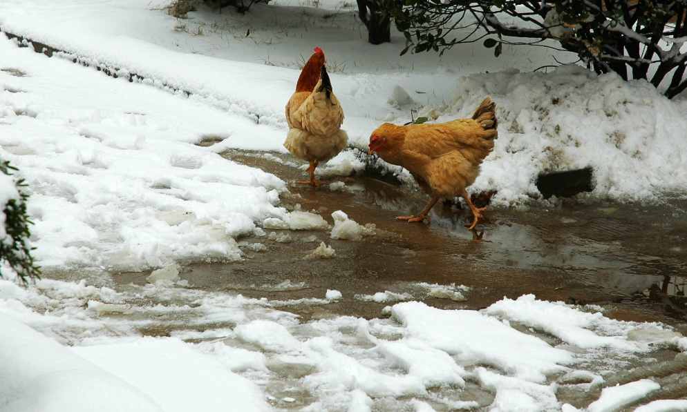 雪地散步 摄影 雨v季