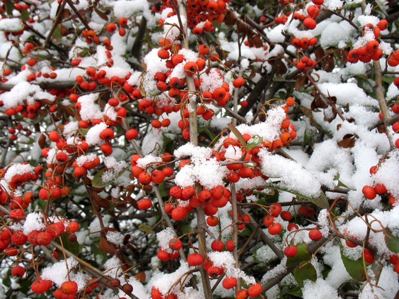 雪压枝更红 摄影 平民感悟