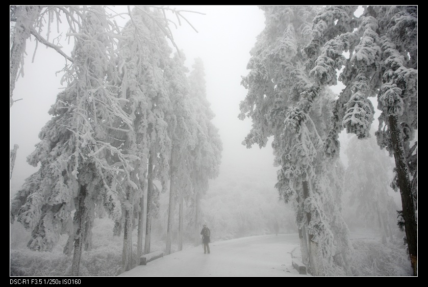 冰雪中 摄影 情趣花韵