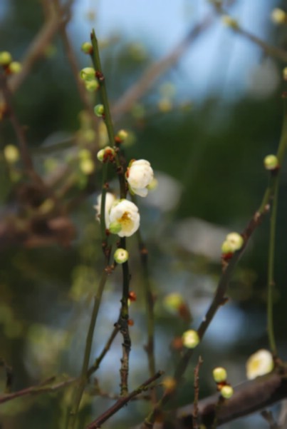 梅吐新蕊报春来 摄影 花枝俏