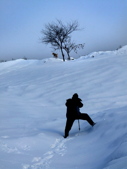 大雪小景 摄影 阿政