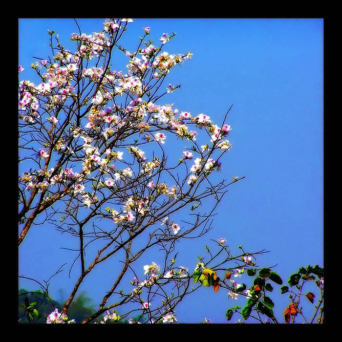 山中白花 摄影 青青静静