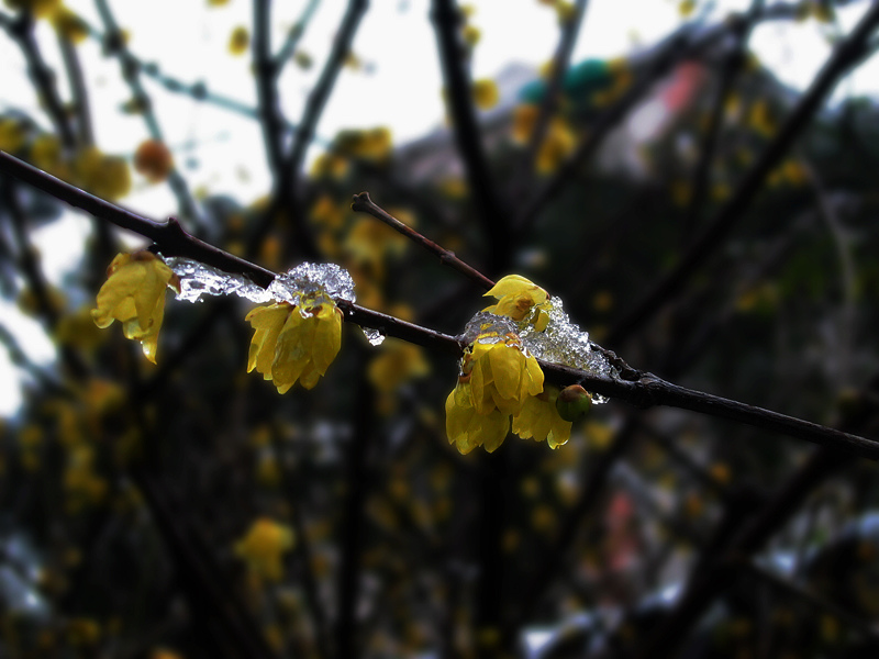 腊梅傲雪-3 摄影 老残