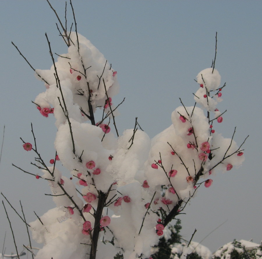 冰雪红颜 摄影 兴安雪