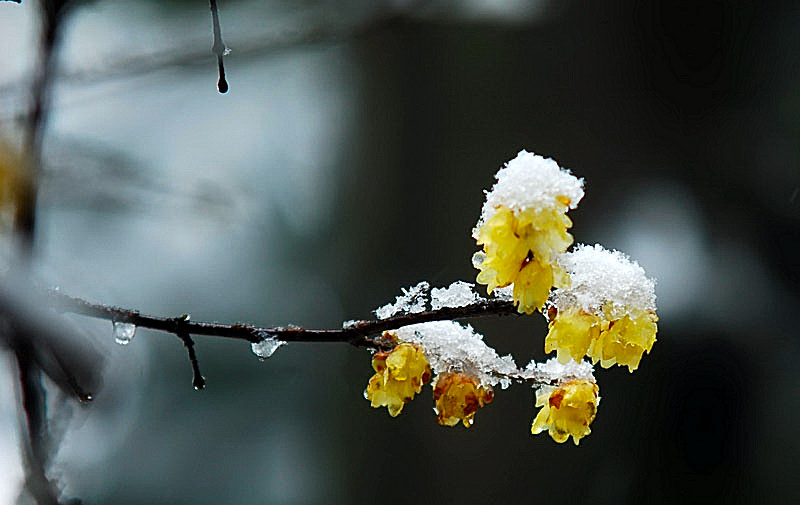 雪挂枝头 摄影 jtvwzg