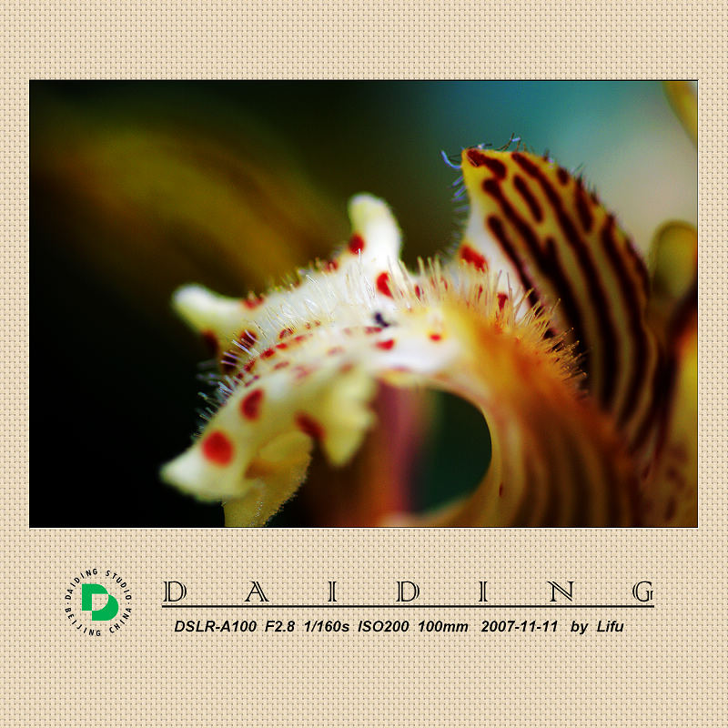 虎头兰 摄影 daiding