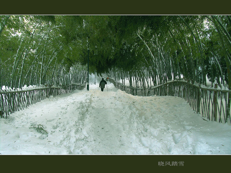 踏雪 摄影 MADI