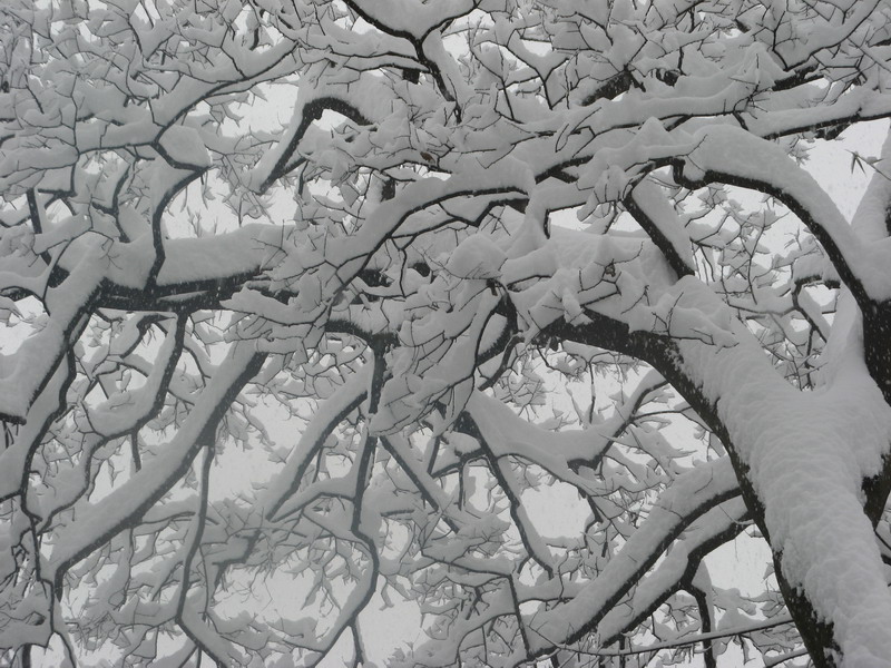 雪树 摄影 平平村夫