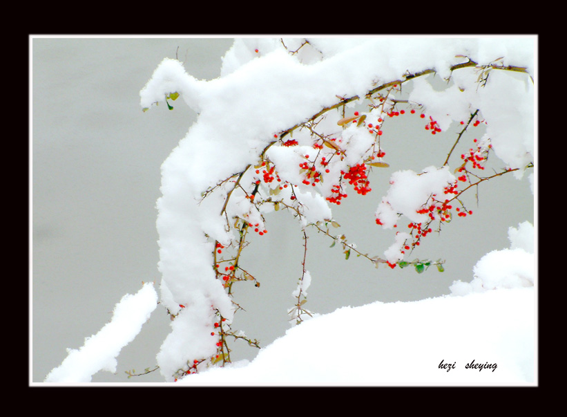 雪里红果 摄影 禾子