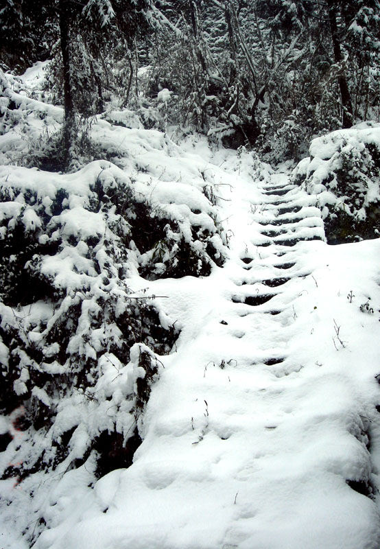 雪路 摄影 紫色女人