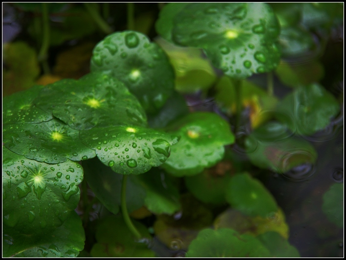 春雨 摄影 xiacong