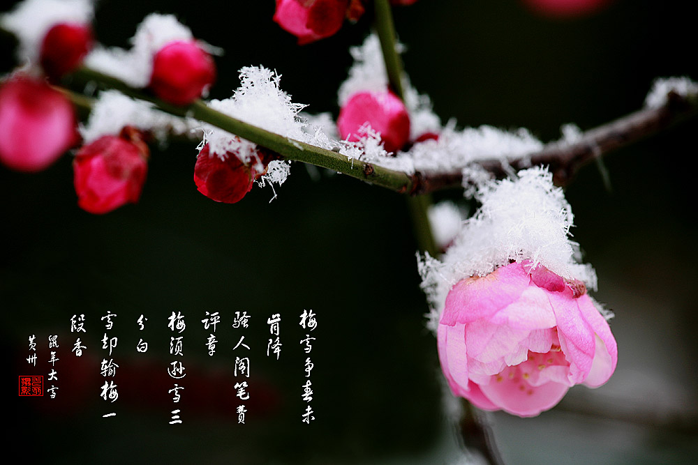 踏雪寻梅 摄影 九点差一刻