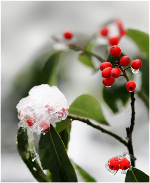 雪中红豆 摄影 晚风柳笛