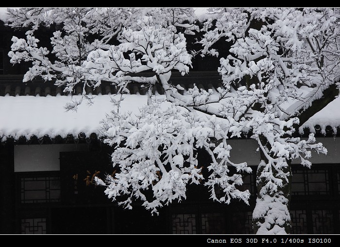 园林雪景 摄影 柯闲客