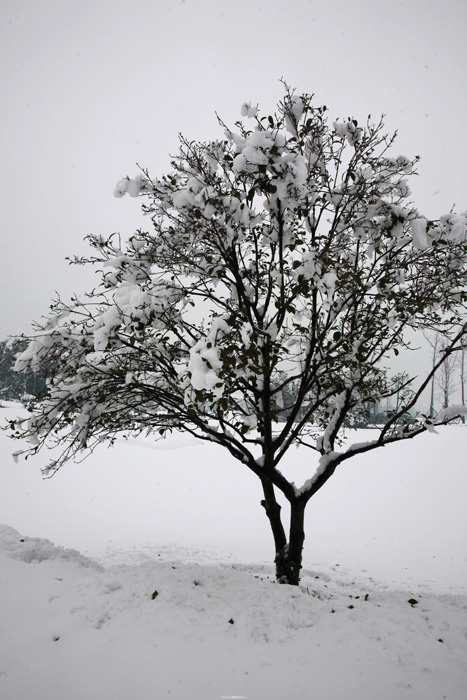 08年上海瑞雪 摄影 玉龙飞舞