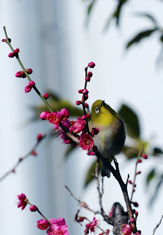 花鸟 摄影 青城