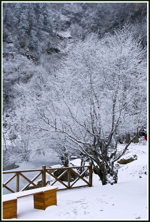 银树开花 摄影 雪野若菲