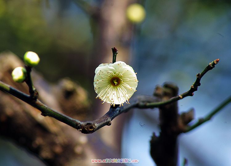 梅花 摄影 稼宝