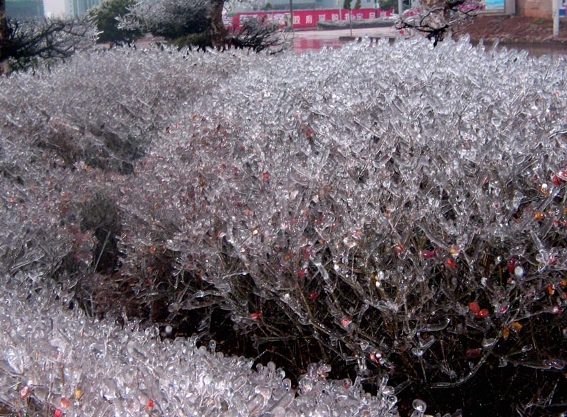 冰花木 摄影 马兰草