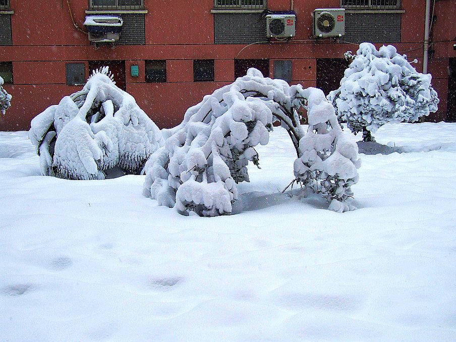 南方家门口的大雪！-----五十年一遇。 摄影 蓦回首