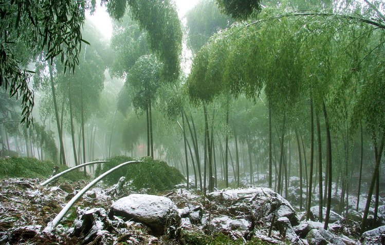 竹林雪景 摄影 风帆