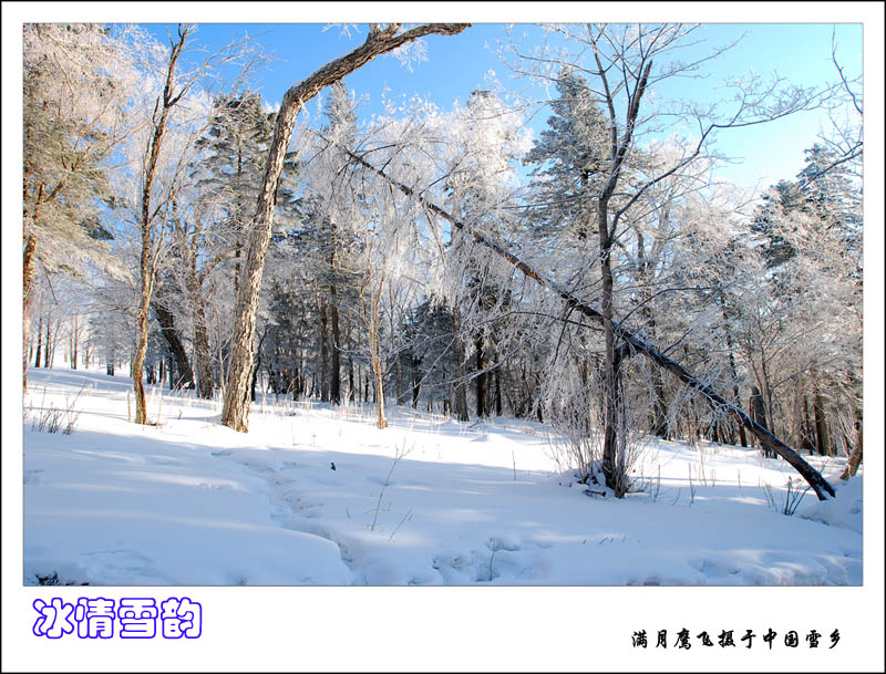 冰情雪韵之二 摄影 满月鹰飞