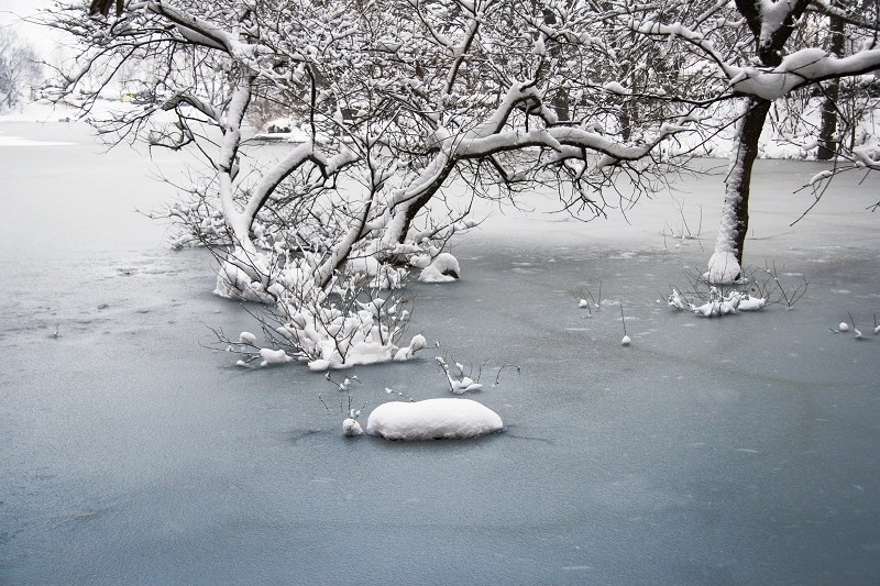 雪 摄影 反对无效