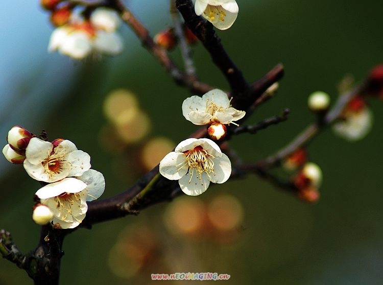 梅花 摄影 稼宝