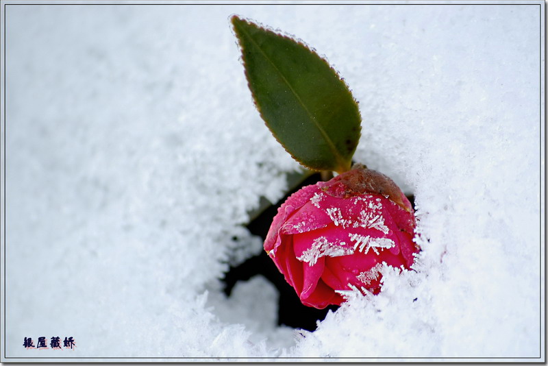 雪里红 摄影 人味鱼