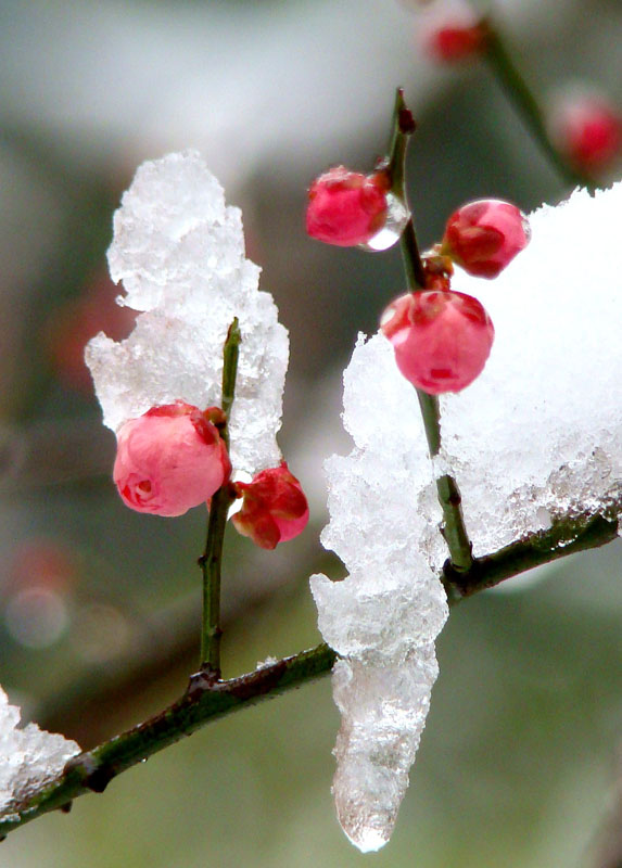 红梅报新春,瑞雪兆丰年 摄影 weikang