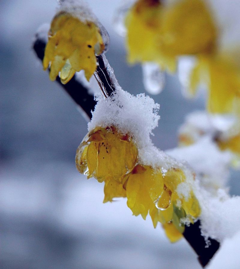 傲雪腊梅 摄影 琥珀hupo