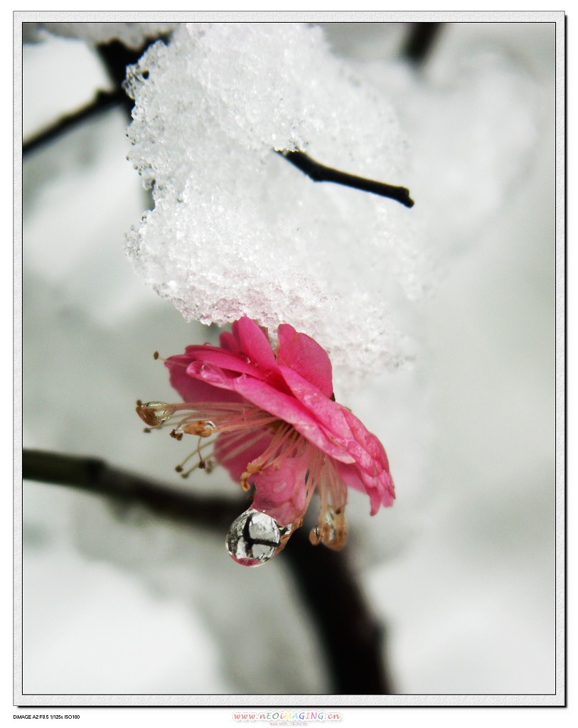 傲雪 摄影 石径