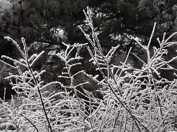 雪落枝头 摄影 自由战士