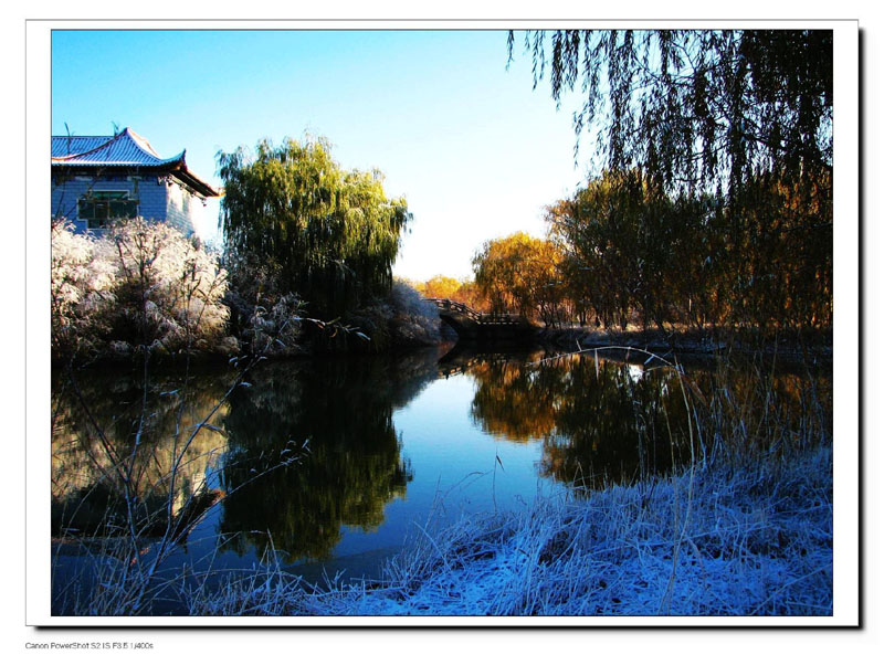 雪绒花 摄影 雪鹰