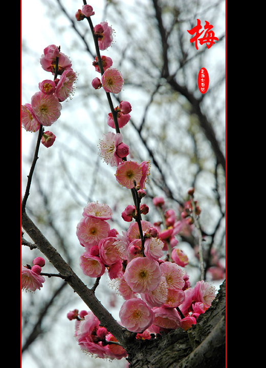 梅花 摄影 走进大自然