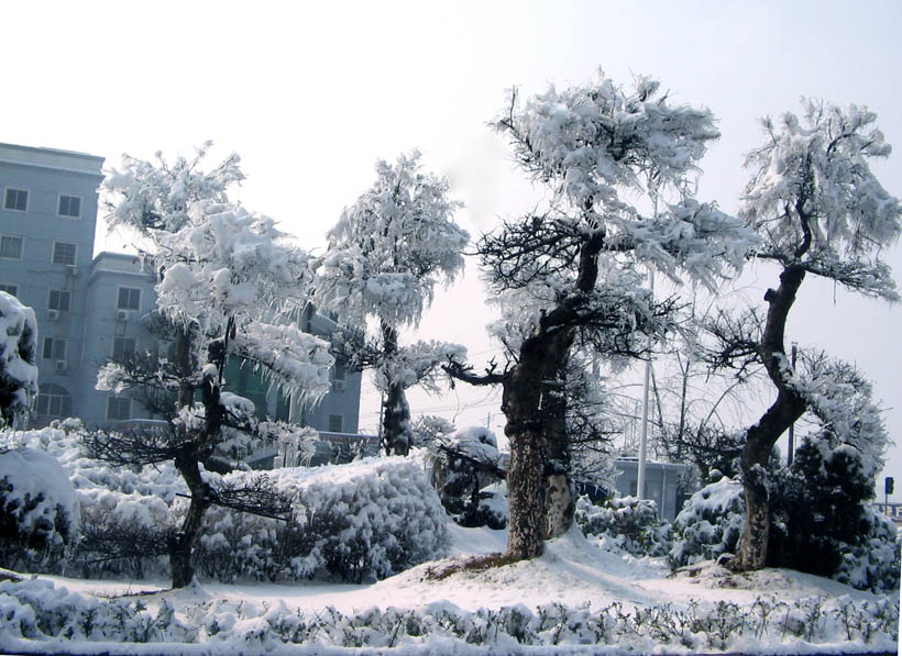 08之雪 摄影 马兰草