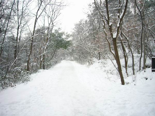 雪掩疑无路 摄影 囬眸时微笑