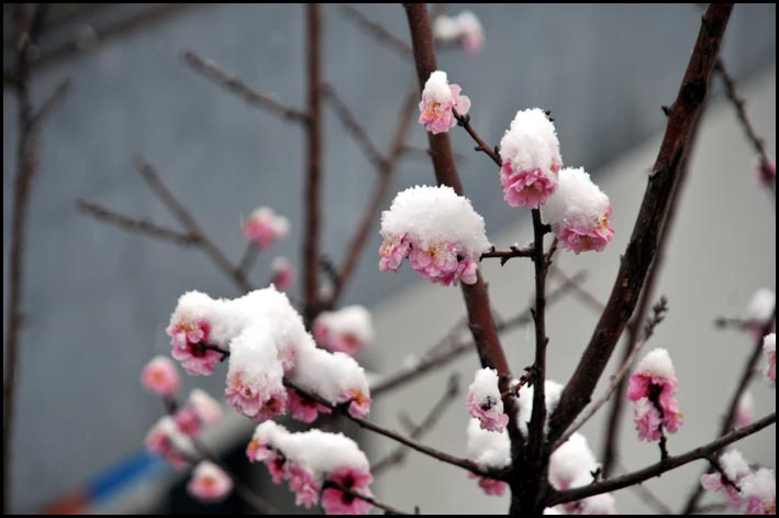 傲雪寒梅 摄影 黄草坪