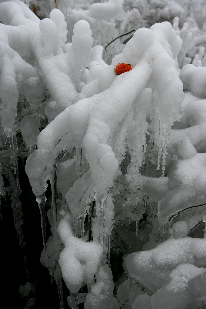 傲雪 摄影 曹黎明