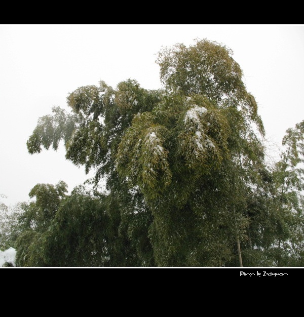 雪——竹 (5) 摄影 紫杜鹃