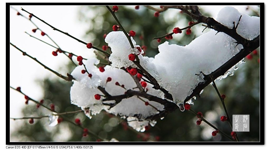 酷雪淫冰下  不断春消息 摄影 粒沙片石