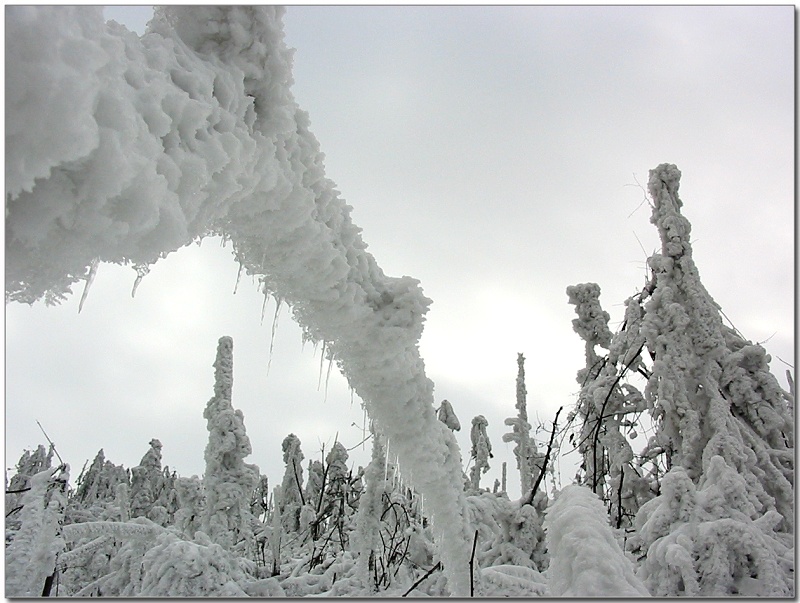 送你一枝雪枪 摄影 邵阳夕月