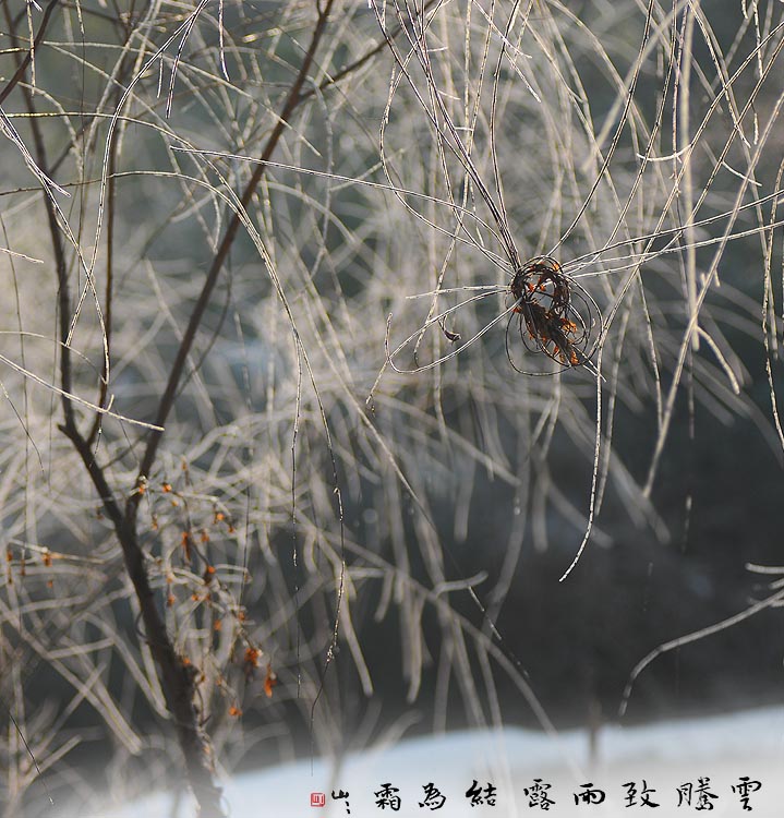 家门口的风景系列之春如线 摄影 苏州山山山