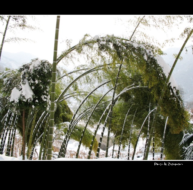 雪——竹 (6) 摄影 紫杜鹃