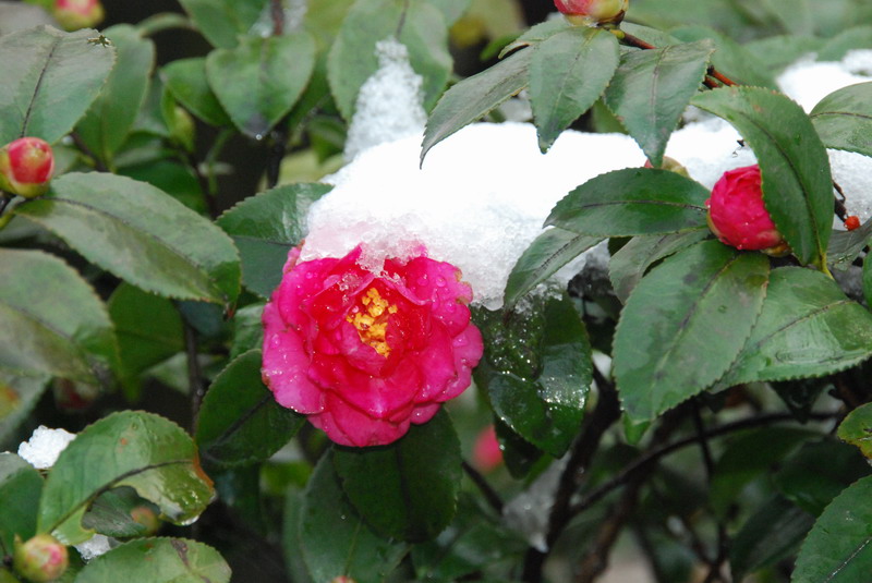 冰雪茶花 摄影 天目