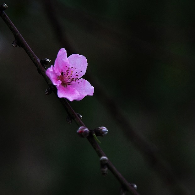 《应节》 摄影 苏眉