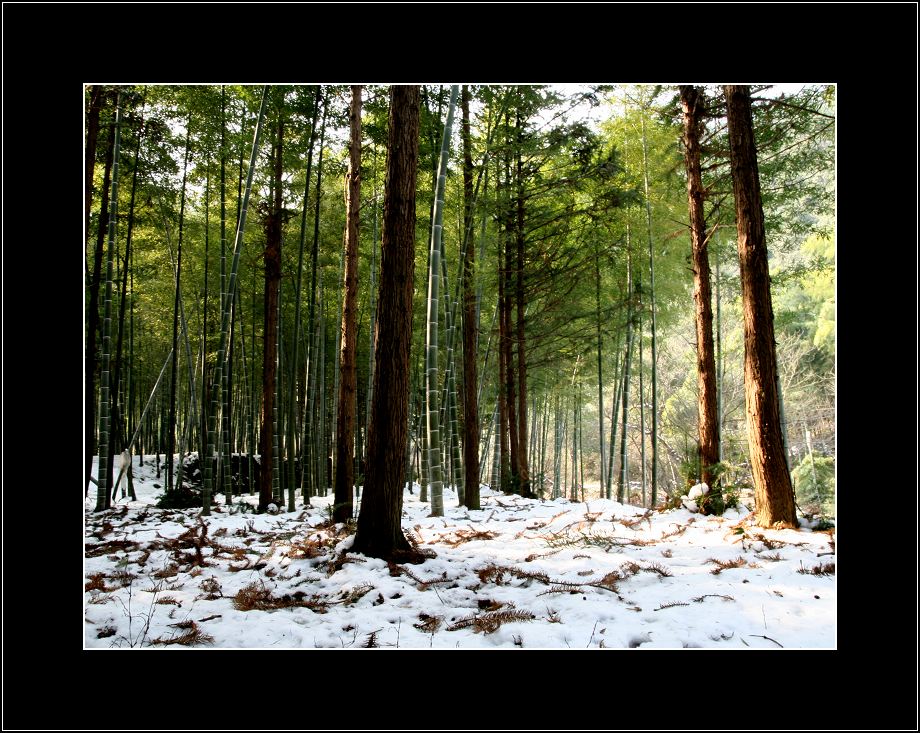 《竹林残雪》 摄影 龙兰草