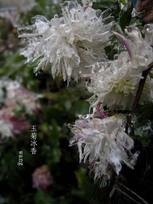 玉菊傲霜 摄影 guizhoumoon