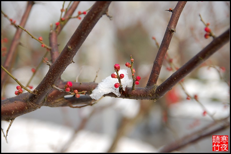 寒梅傲雪 摄影 寒夜听竹